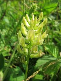 ​Have You Heard of Astragalus?
