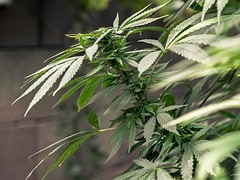 Medical Marijuana - What do you think?